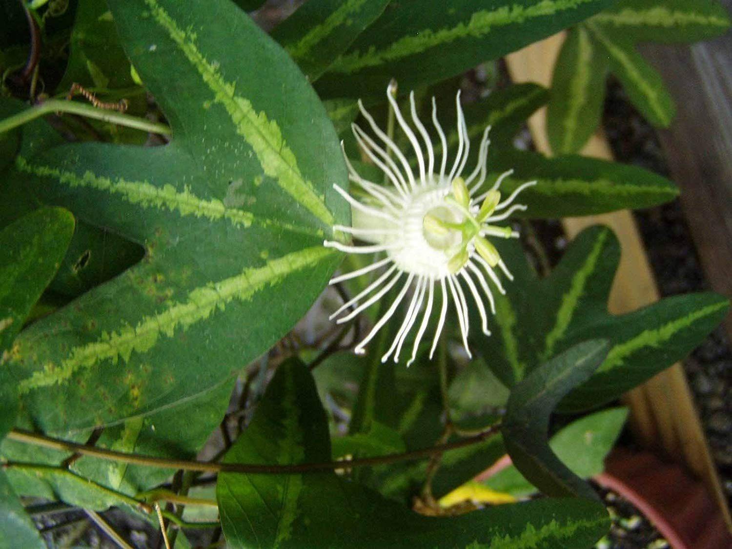 Пассифлора домашняя или страстоцвет – лиана со съедобными плодами: описание, виды, выращивание, посадка и уход, размножение (80+ фото & видео) +отзывы