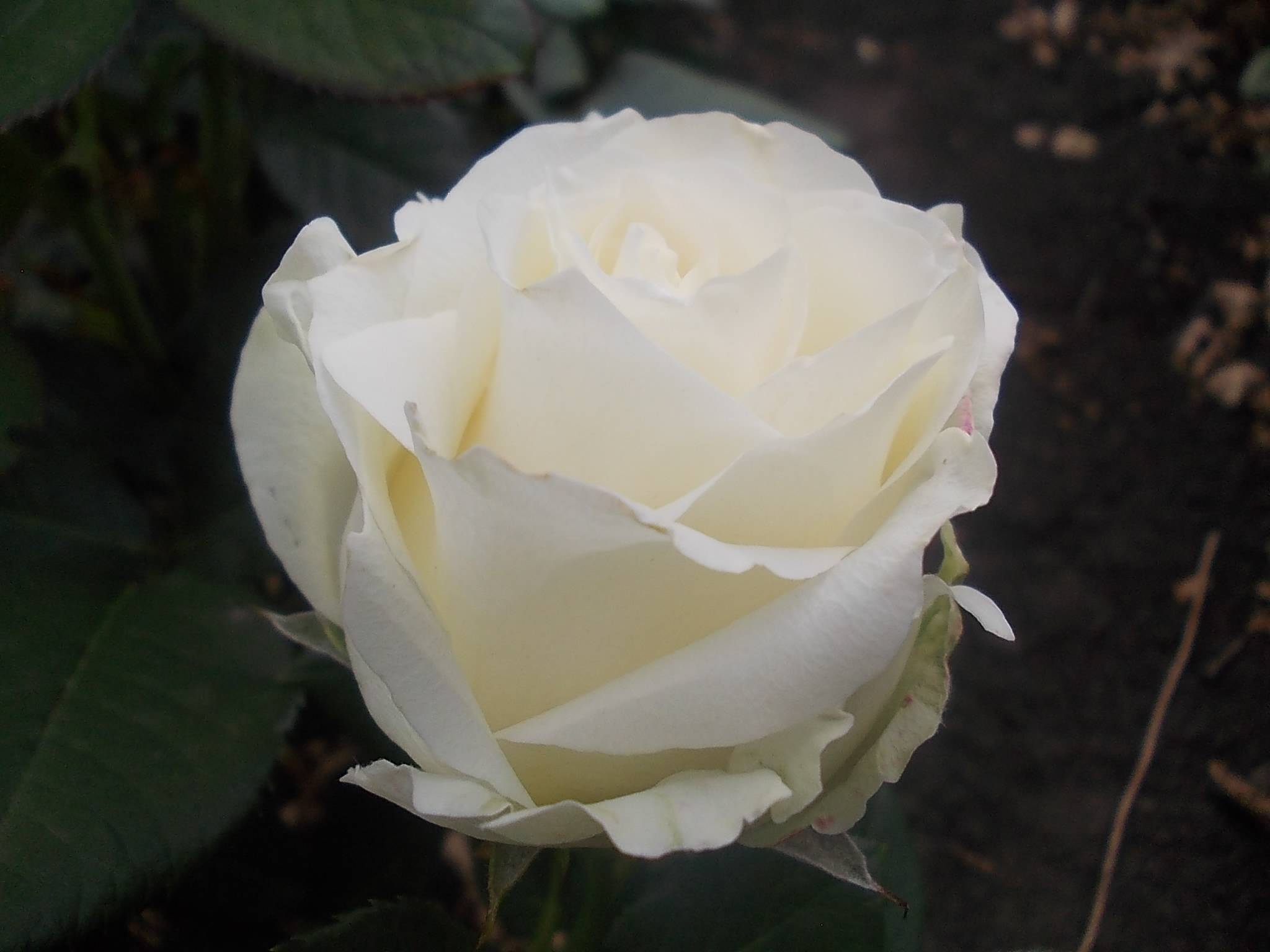 Роза «аваланж»: фото и описание, выращивание и уход