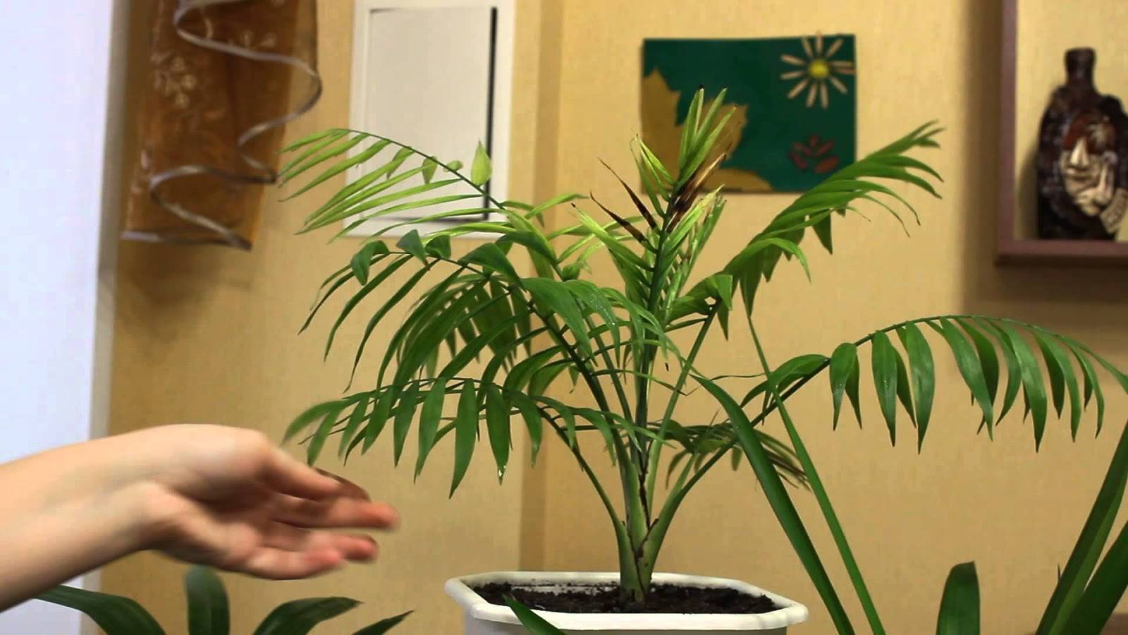 Особенности выращивания пальм в комнатных условиях