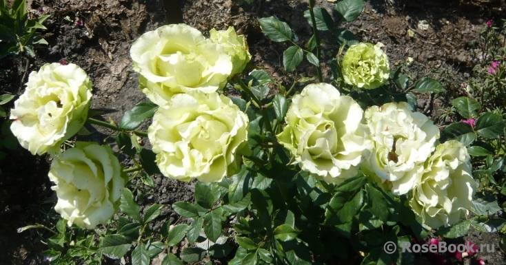 Чайно-гибридные розы: посадка и уход в открытом грунте
