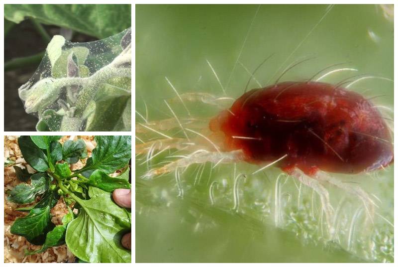 26 лучших народных средства в борьбе с паутинным клещом — отзывы садоводов и огородников