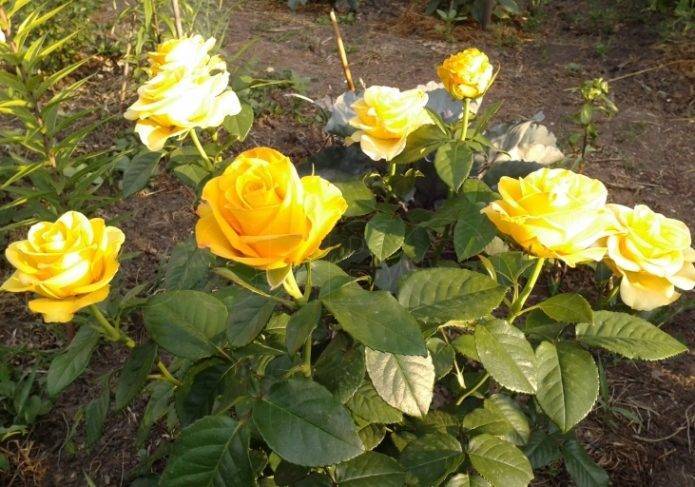 Керио роза - описание сорта, рекомендации по выращиванию и уходу | розоцвет