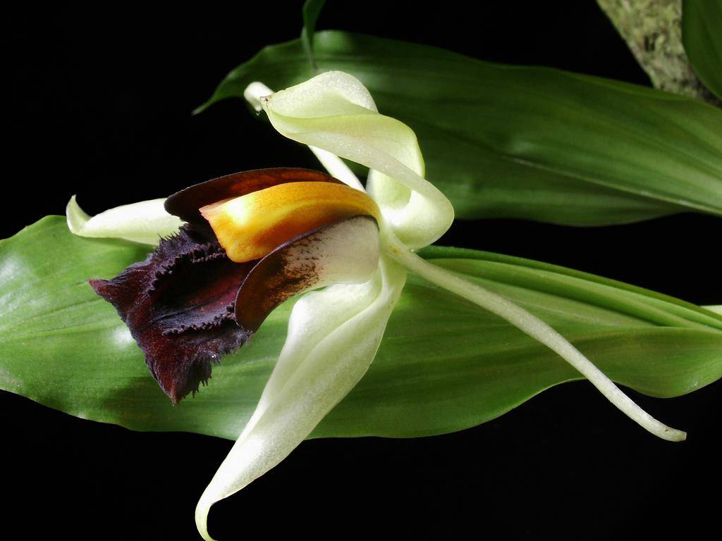 Целогина, советы и рекомендации по уходу и выращиванию орхидеи