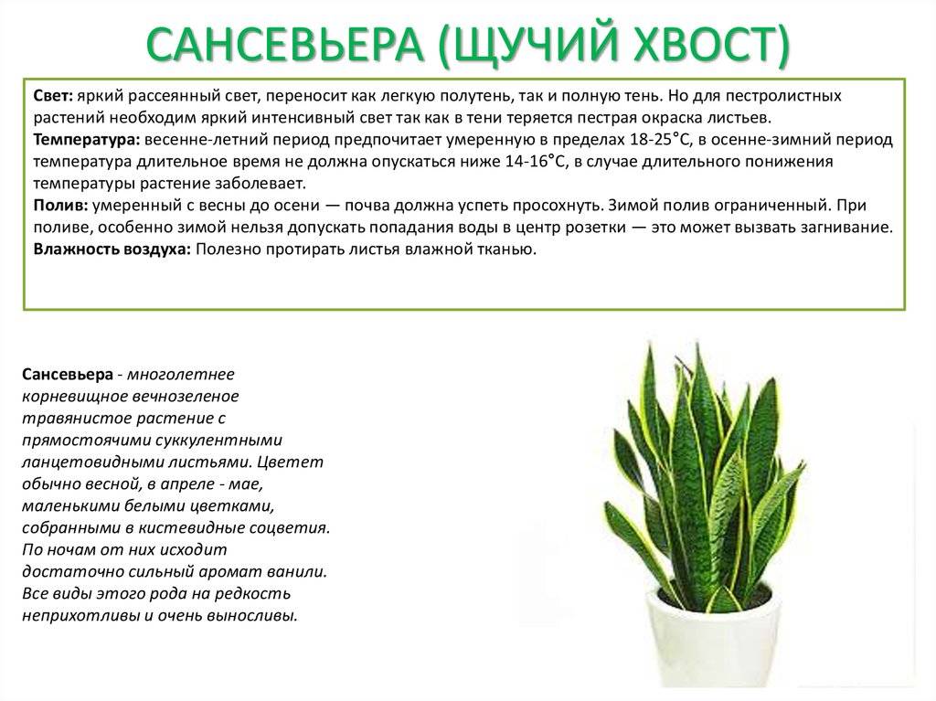 Растение юкка с описанием и фото - выращивание дома, полив и лечение болезней