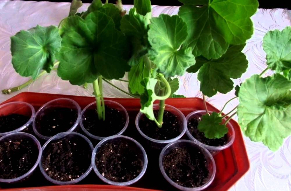 Размножение черенками - простой и бесплатный способ получить растение