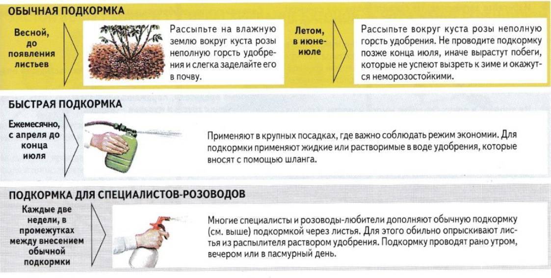 Рододендрон — правила посадки и ухода в открытом грунте — ботаничка.ru