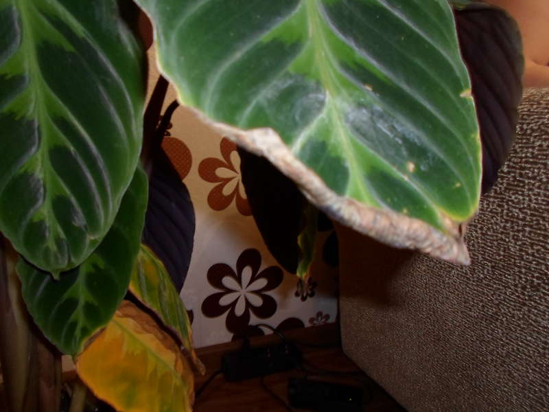 Калатея: сохнут и скручиваются листья, желтеет, вредители, фото
