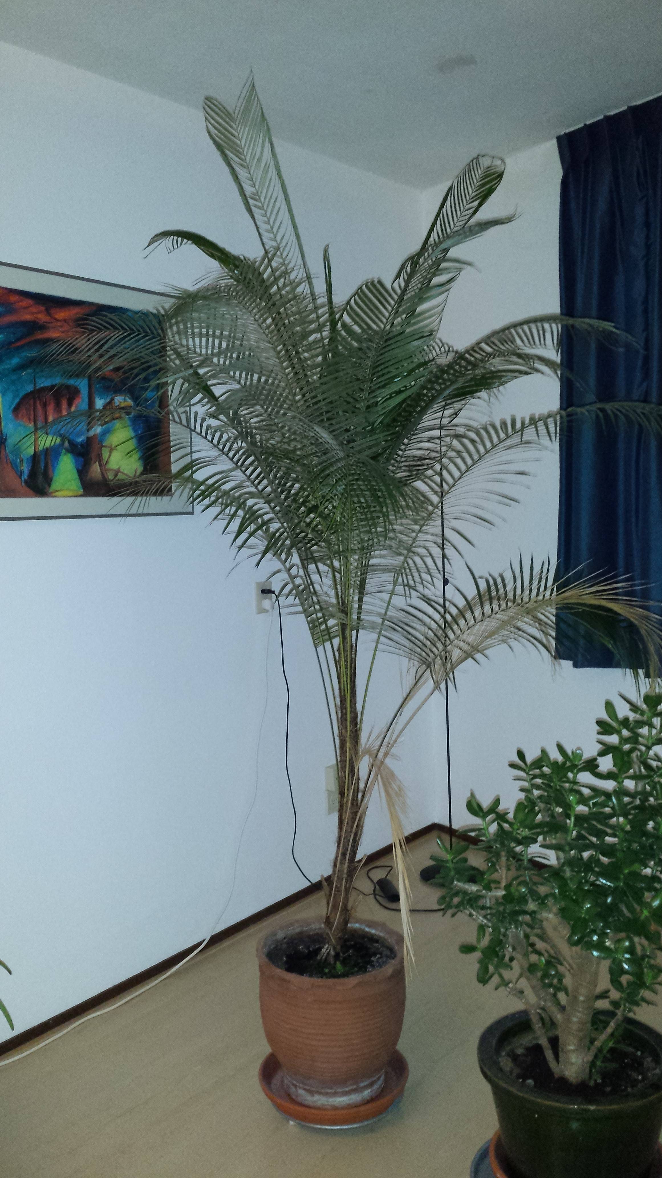 Особенности ухода за комнатными пальмами зимой. температура и влажность воздуха, полив. фото — ботаничка