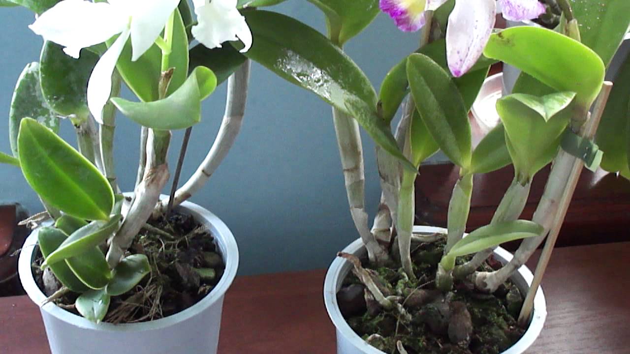 Орхидея каттлея: особенности ухода в домашних условиях, 19 фото
