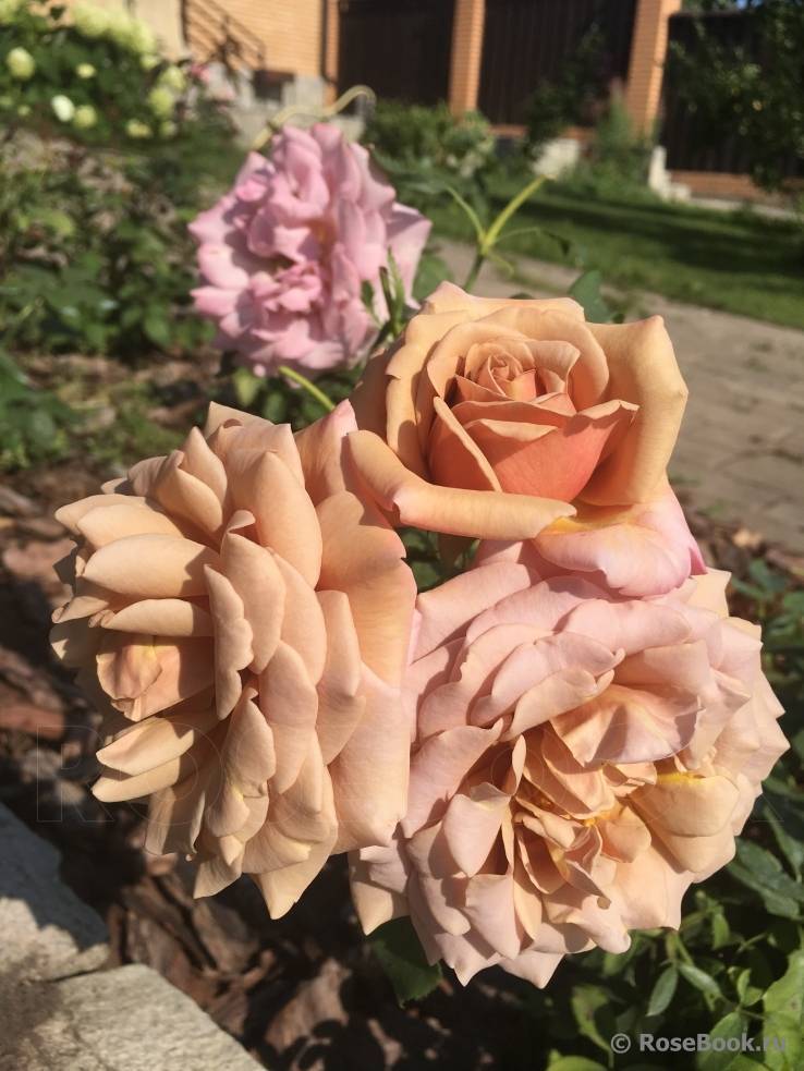 Роза боника (флорибунда): описание сорта с розовыми цветами, особенности выращивания и размножения многолетника, отзывы садоводом