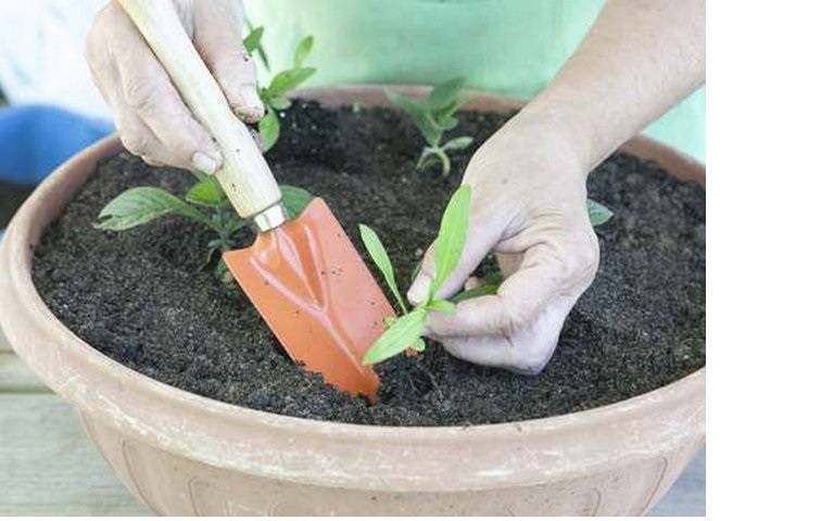Левкой - описание и особенности выращивания растения в саду
