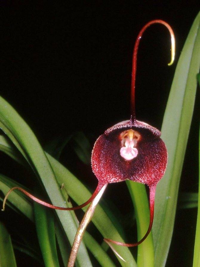 Орхидея дракула: уход в домашних условиях, размножение, фото