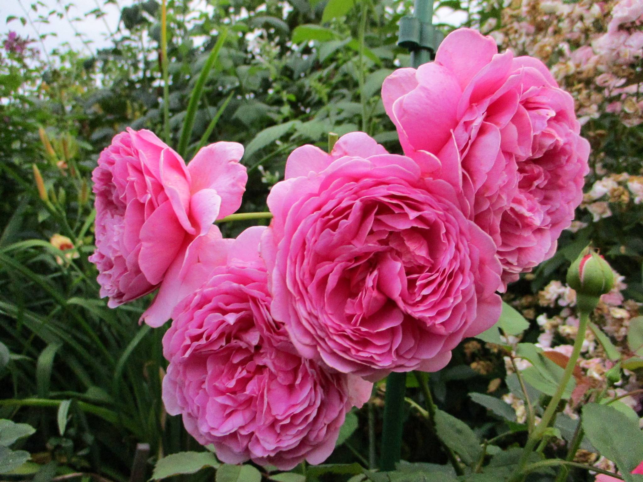 Роза принцесса анна - цветущий сад