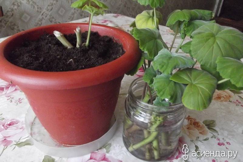 Как посадить герань – выращивание из черенков в домашних условиях