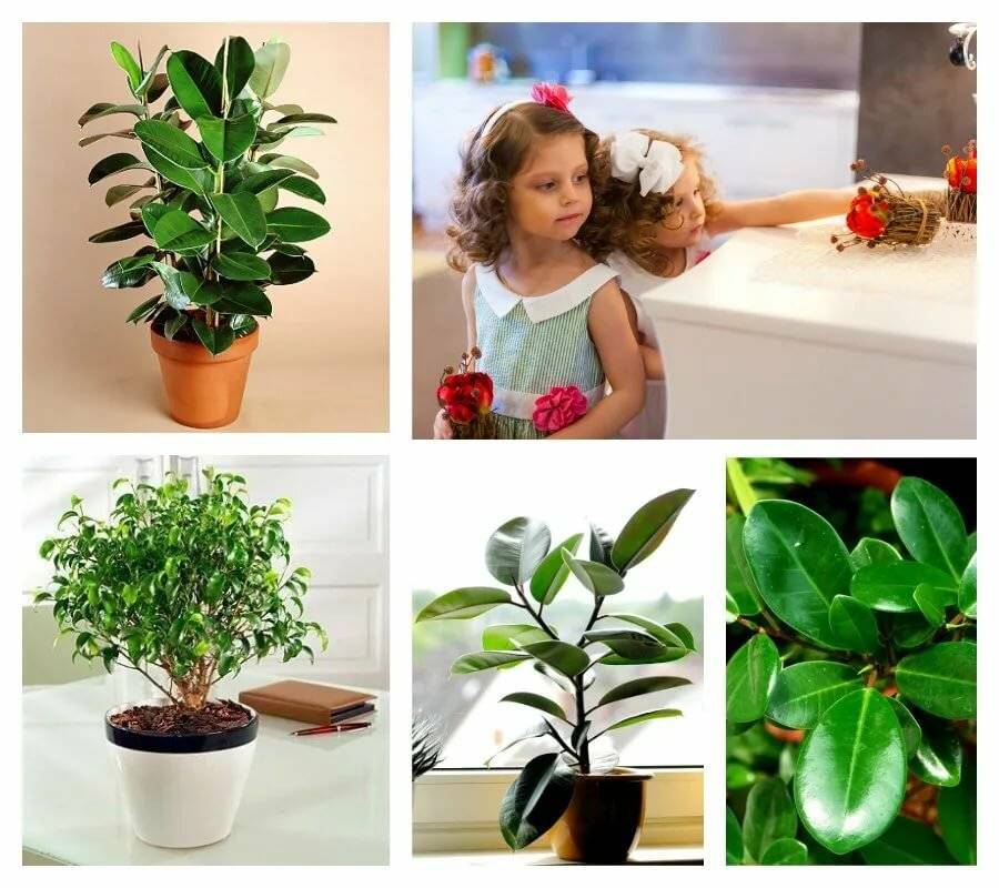 Комнатное растение дерево счастья. 10 комнатных растений, приносящих счастье и благополучие в дом