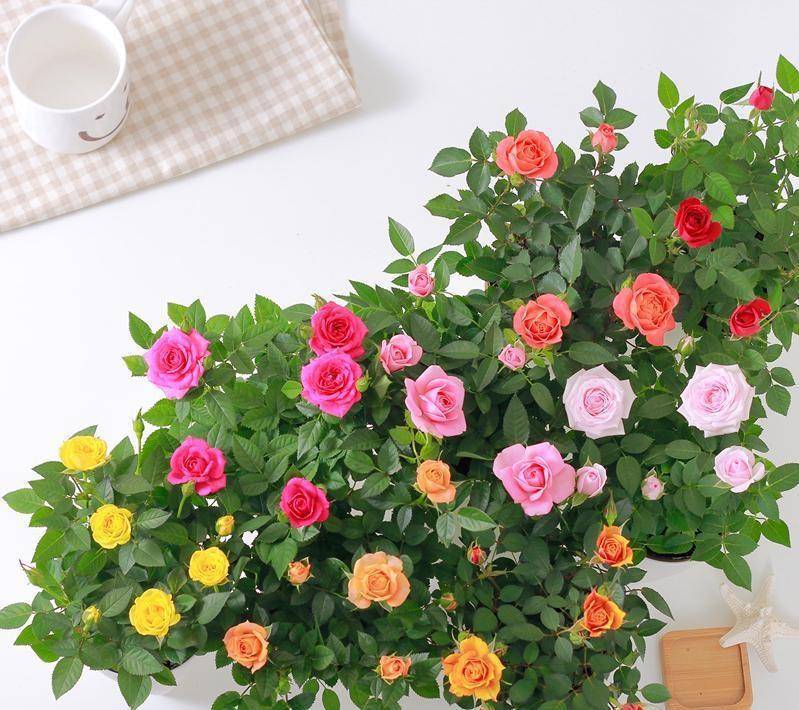 Роза кордана - уход и пересадка в саду и домашних условиях
