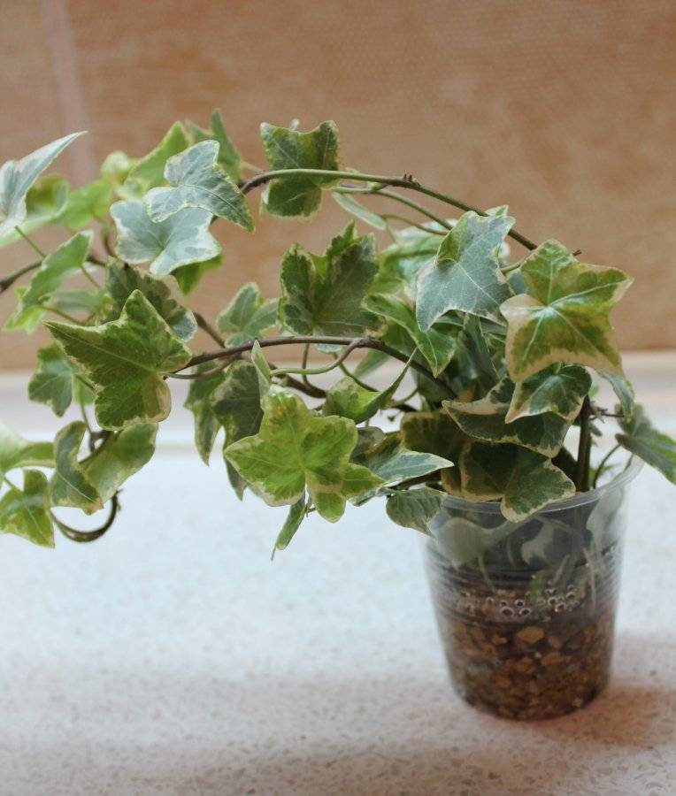 Плющевидные комнатное растение: хедера хеликс, можно ли держать его дома