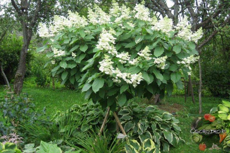 Гортензия киушу (hydrangea paniculata kyushu) — описание