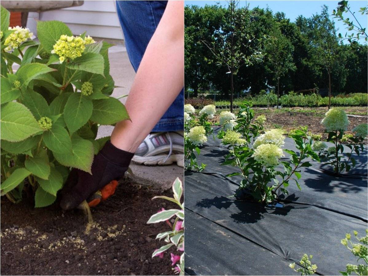 Садовая гортензия: особенности выращивания, посадка и уход в открытом грунте