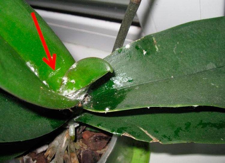 Как избавиться от мучнистого червеца на орхидеях?