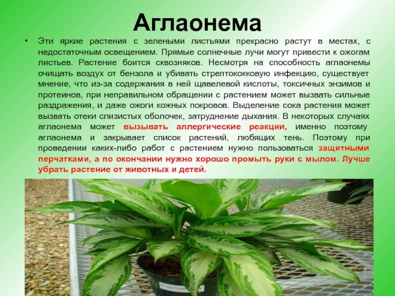 Цветок аглаонема: фото, описание, уход - sadovnikam.ru