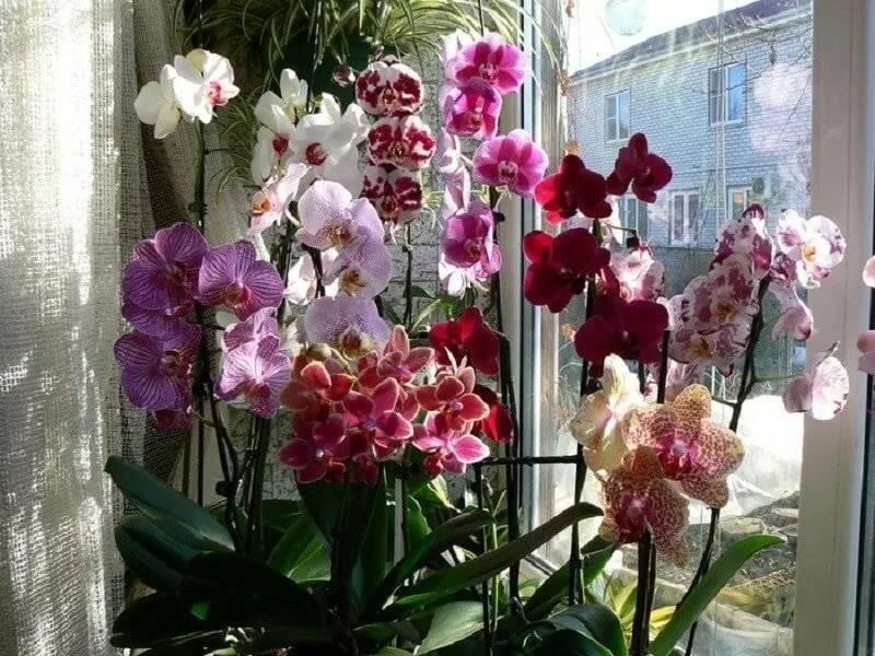 Почему не цветет орхидея: причины, что делать, как их разбудить