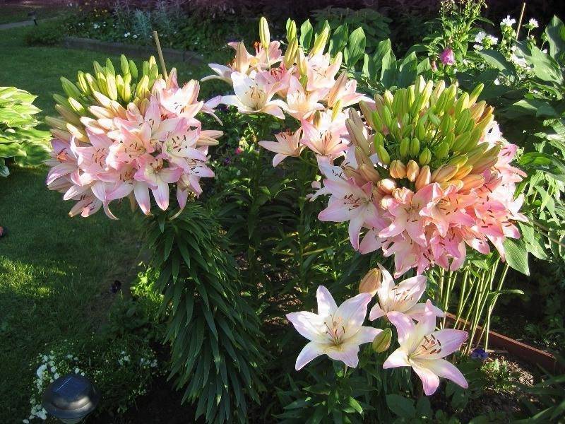 Лилии мартагон — сорта, гибриды, использование в саду