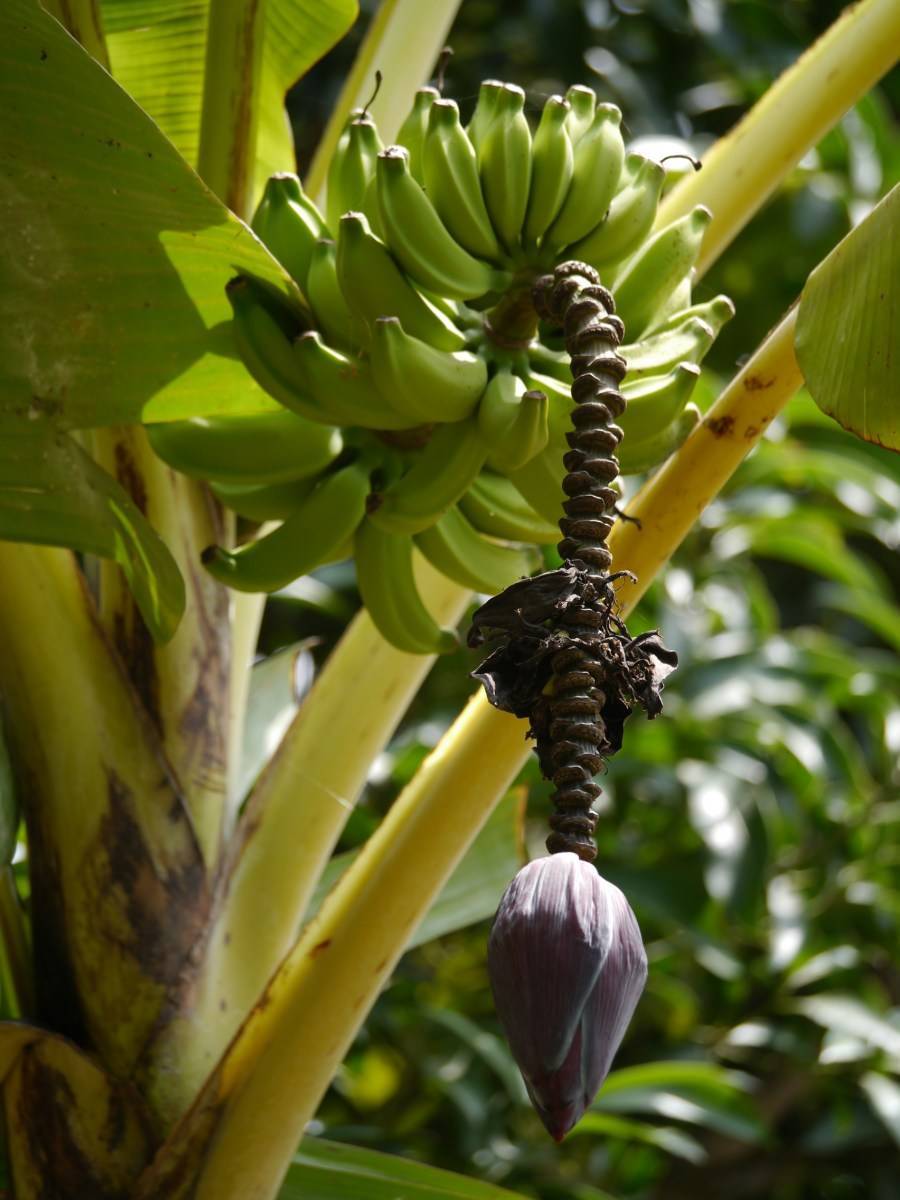 Банановая пальма, на каких деревьях растут бананы?