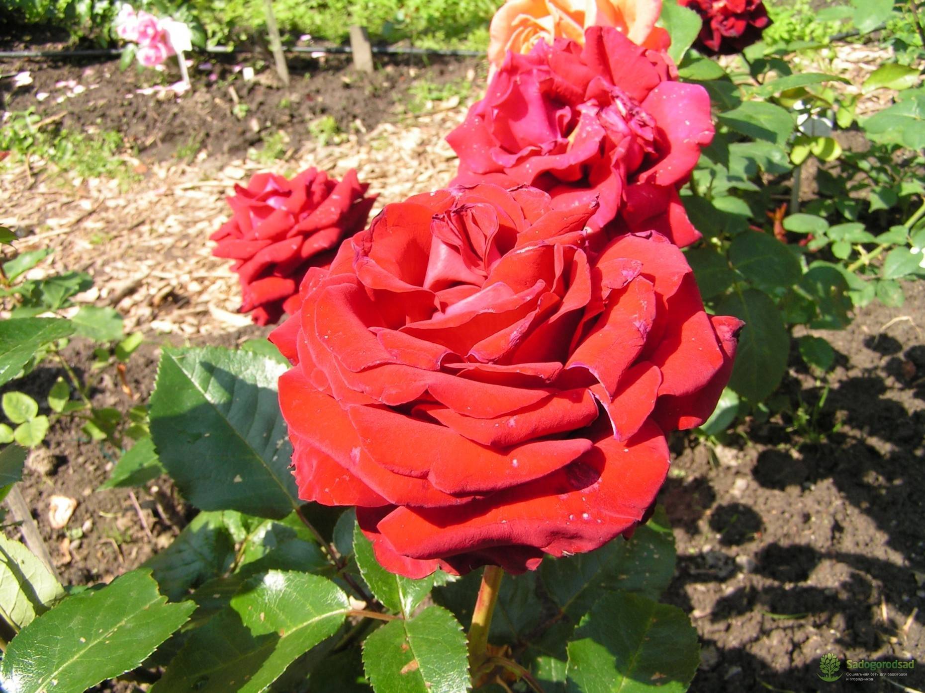 Роза моника: фото, описание, условия выращивания ( фото)