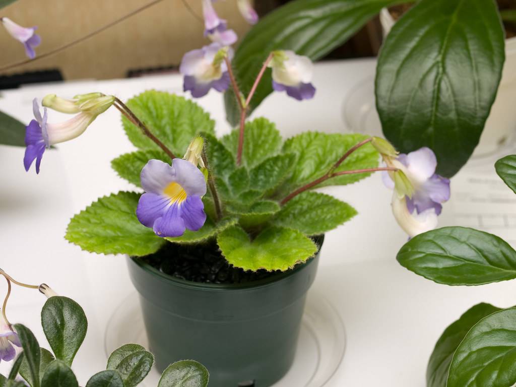 Цветок хирита: уход за растением в домашних условиях
