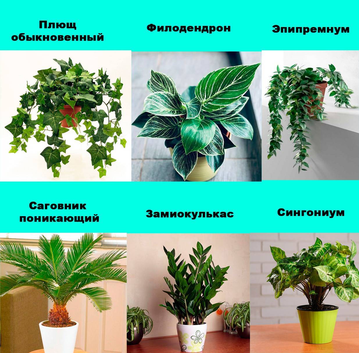 Ядовитые комнатные растения