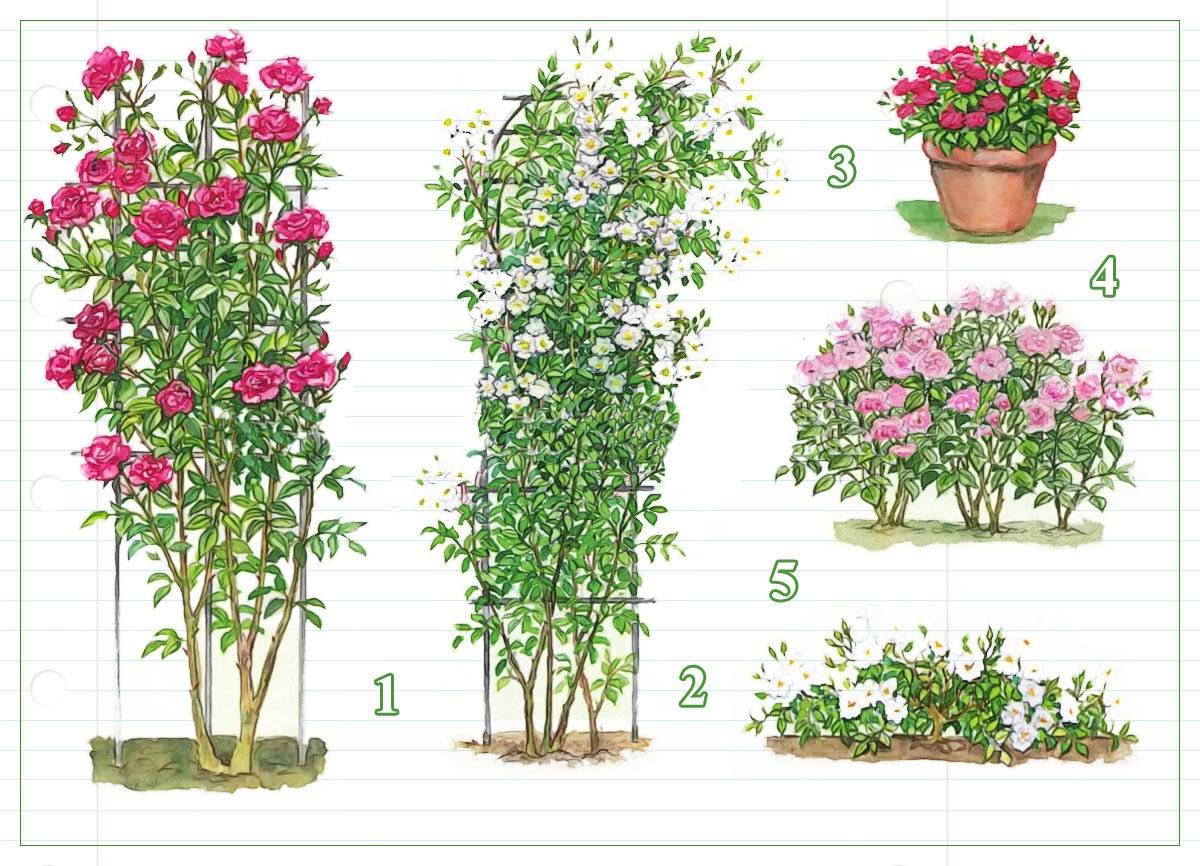Плетистая роза дон жуан (don juan): фото и описание, отзывы, посадка, уход