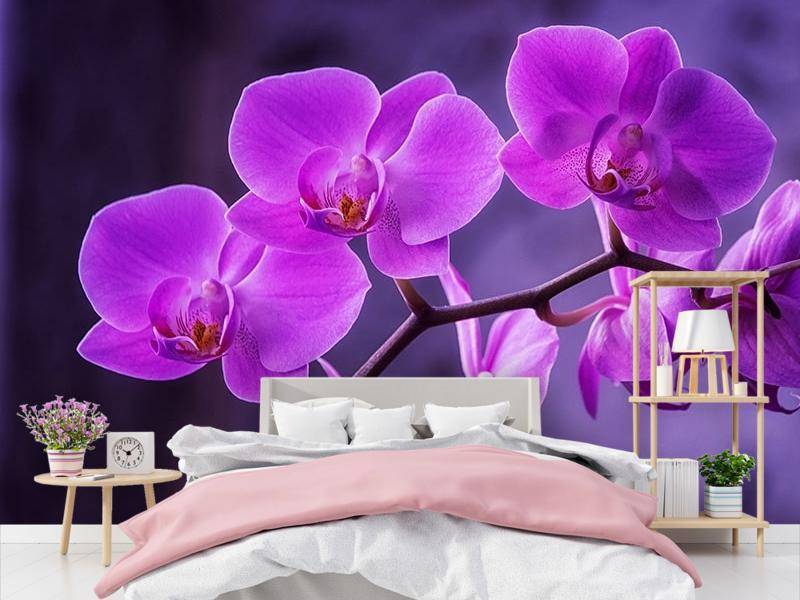 Орхидеи: польза или вред, можно ли держать в доме, приметы и суеверия | zaslonovgrad.ru