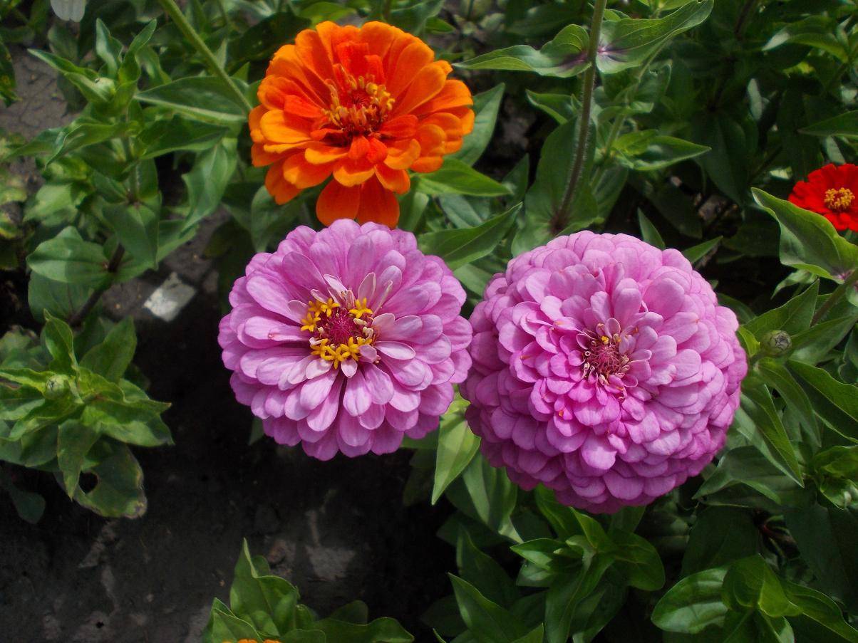 Циния – сорта с фото и описанием, карликовые, крупноцветковые