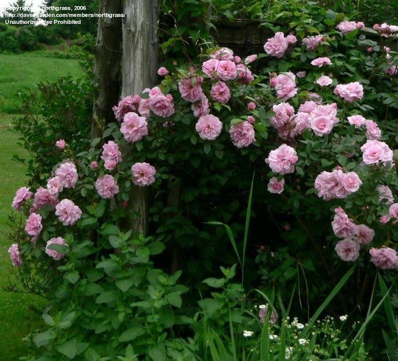 Канадские розы: особенности, описание, преимущества, секреты посадки и ухода, десятка лучших сортов | огородники