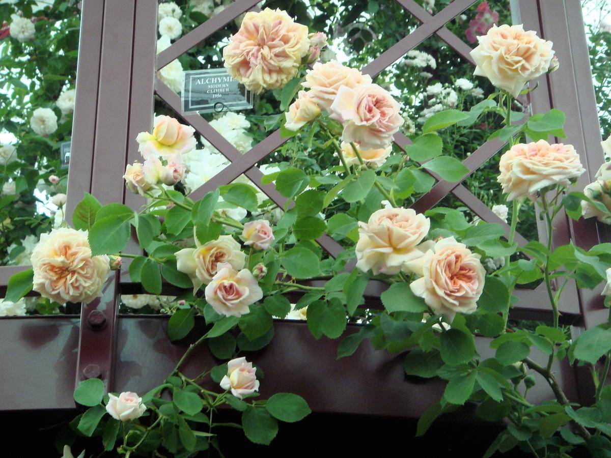 Розы шрабы: описание, выращивание в открытом грунте и уход
