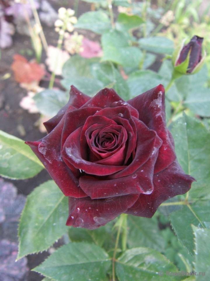 Black baccara – «чёрная роза», реальность или миф | энциклопедия роз