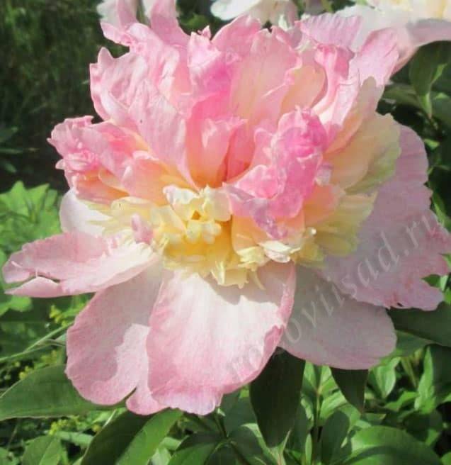 Пион сорбет: роскошный красавец средних сроков цветения