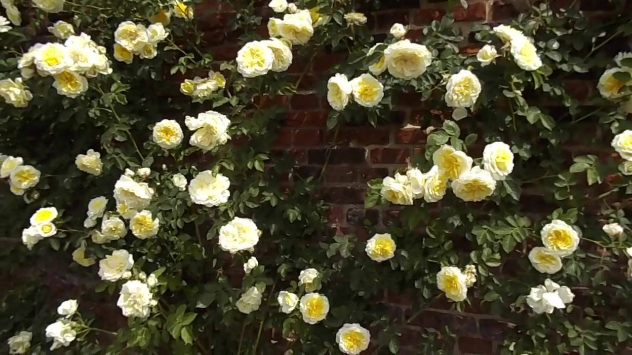 Английская роза «пилигрим»: выращивание и уход