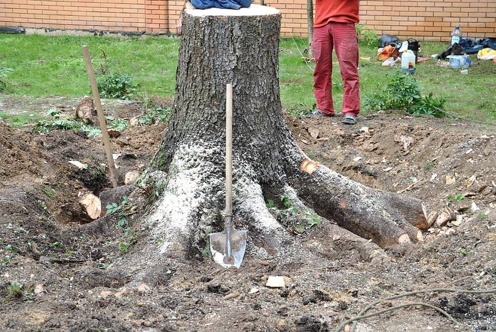 Как выкорчевать дерево, срок жизни деревьев и как убрать деревья с участка