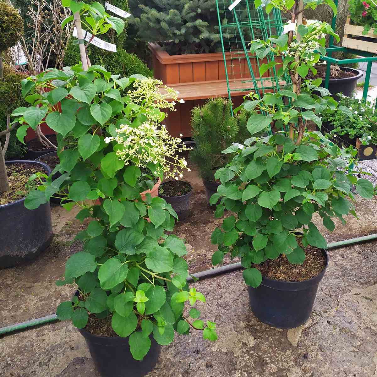 Гортензия садовая: выращивание, размножение, виды