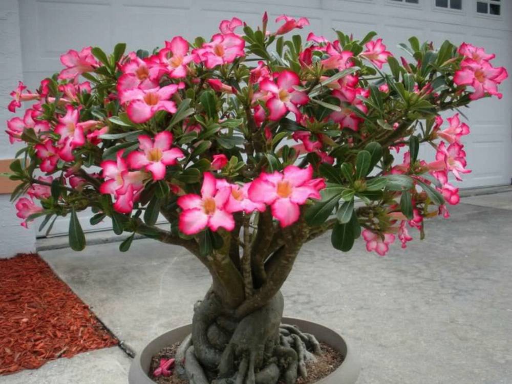 Адениум — роза пустыни. уход, выращивание, размножение, пересадка в домашних условиях. фото