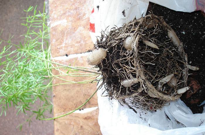 Аспарагус мейера: фотогалерея, уход в домашних условиях, выращивание из семян