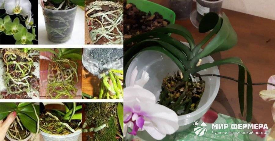Как пересадить орхидею в домашних условиях? пересадка в грунт.