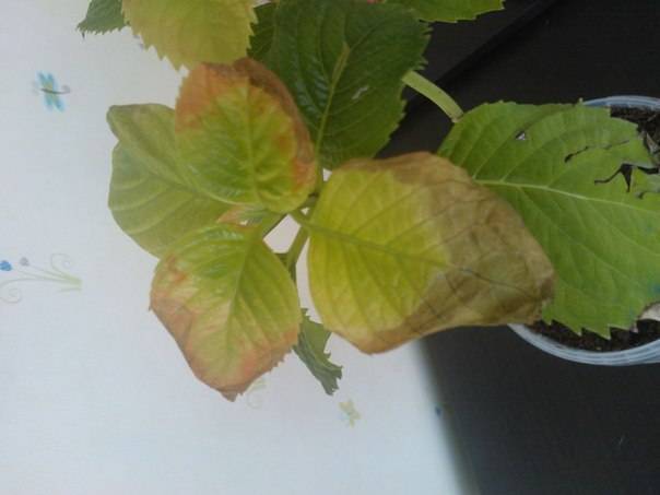 Почему у гортензии желтеют листья: сохнут, опадают, причины, плохо растет метельчатая, комнатная, крупнолистная, древовидная