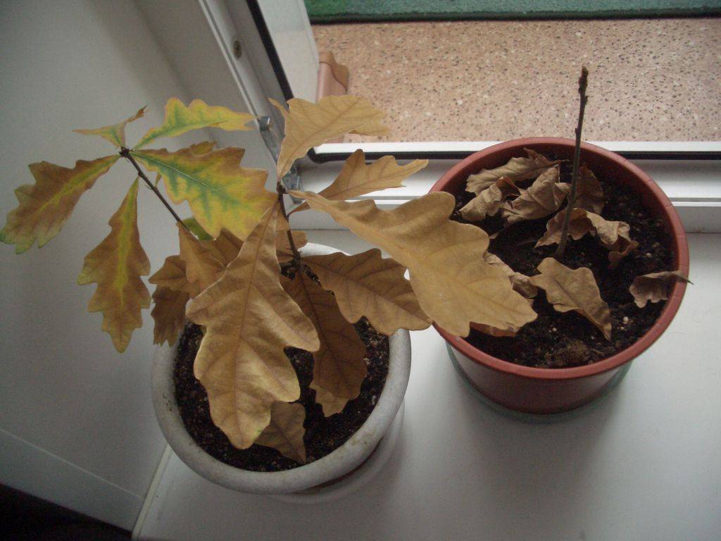 Как вырастить дуб из желудя в домашних условиях: советы садоводов по уходу и выращиванию дубов (105 фото)