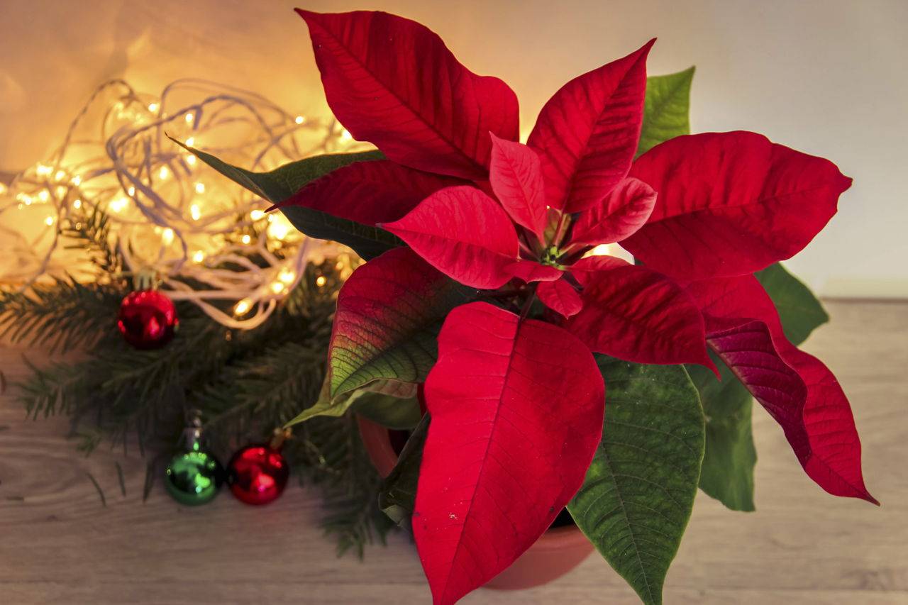 Цветок рождественская звезда: приметы для дома, уход в домашних условиях