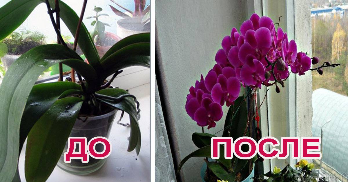 Почему не цветет орхидея после пересадки и что с этим делать?