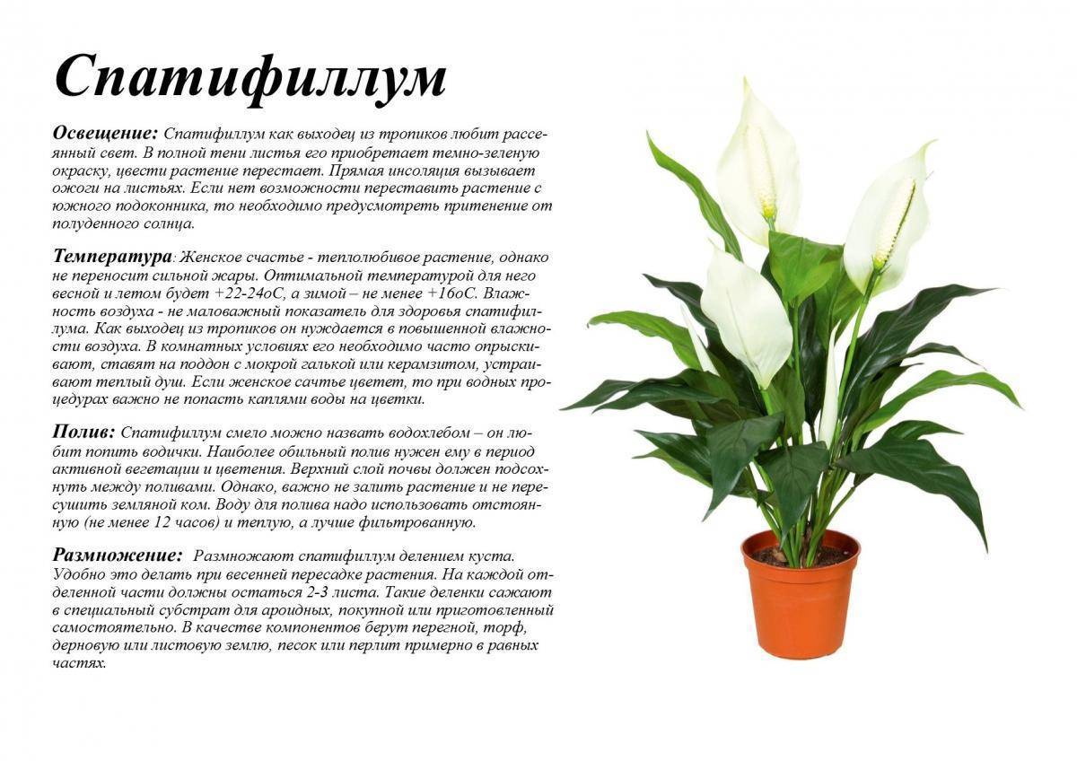 цветок спатифиллум — уход в домашних условиях, секрет успеха