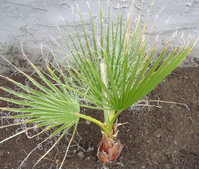 Пальма вашингтония: уход за комнатным растением и выращивание из семян в домашних условиях
